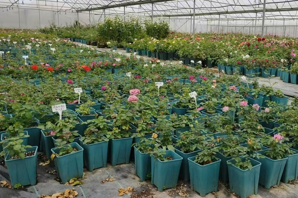 Premium Garden Roses and Rose Live Plants from Our 30-Year-Old Nursery ...