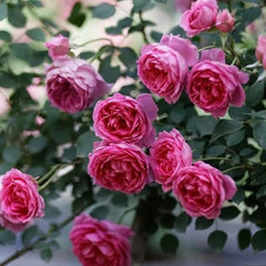 Parade RoseThe Parade was nurtured by Eugene S. Boerner (USA, 1953).The "Rose Parade" is a large vine variety with a height of 200 to 360 centimeters and a flower diameter of 8月季rose_explosionParade Rose