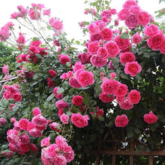 Parade RoseThe Parade was nurtured by Eugene S. Boerner (USA, 1953).The "Rose Parade" is a large vine variety with a height of 200 to 360 centimeters and a flower diameter of 8月季rose_explosionParade Rose