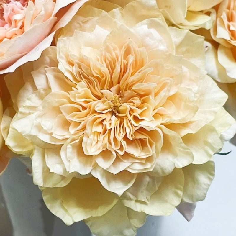 Issei Explosion issei Rose Plant|一生 – Rose_Explosion
