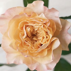 issei Rose Plant