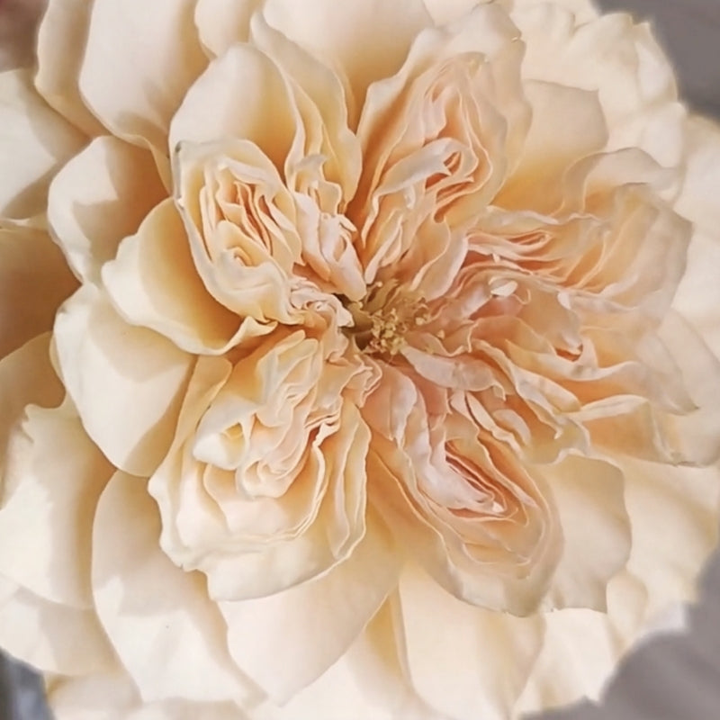 Issei Explosion issei Rose Plant|一生 – Rose_Explosion