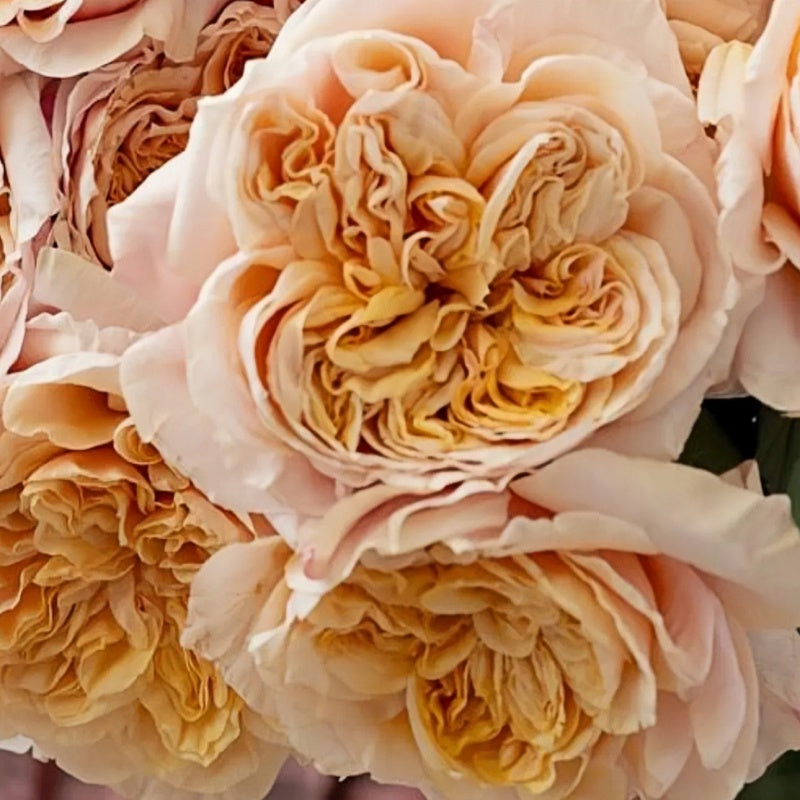 Issei Explosion issei Rose Plant|一生 – Rose_Explosion