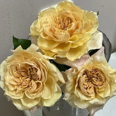 issei Rose Plant