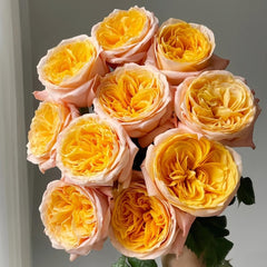 Enchanting Imagine Rose Plant for a Dreamy Garden