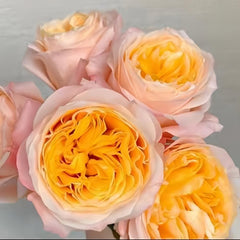 Enchanting Imagine Rose Plant for a Dreamy Garden