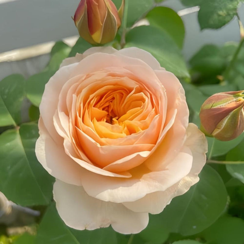 Enchanting Imagine Rose Plant for a Dreamy Garden