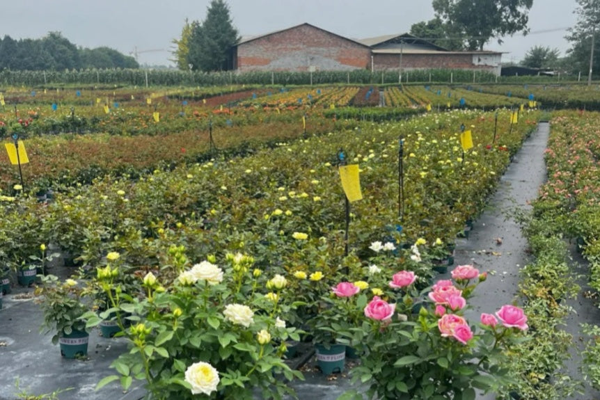 Premium Garden Roses and Rose Live Plants from Our 30-Year-Old Nursery ...