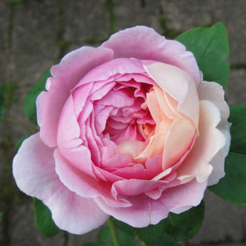 Momoka Rose Plant｜桃香