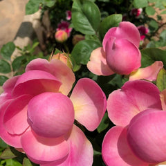 Momoka Rose Plant