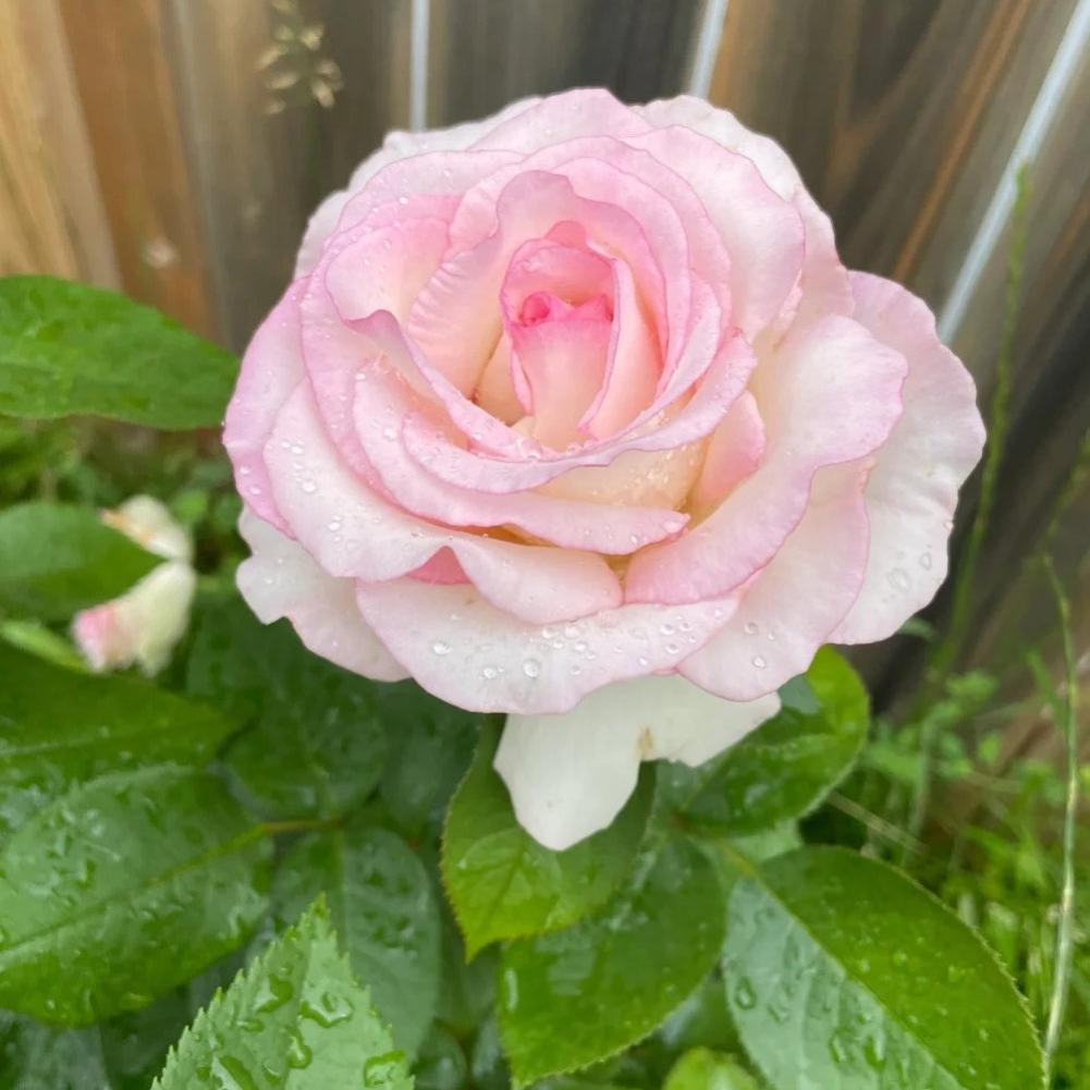 Moonstone Ruffle Roses Moonstone Rose Plant|月光石 – Rose_Explosion