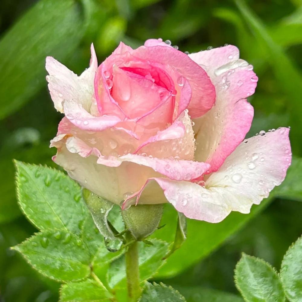Moonstone Ruffle Roses Moonstone Rose Plant|月光石 – Rose_Explosion