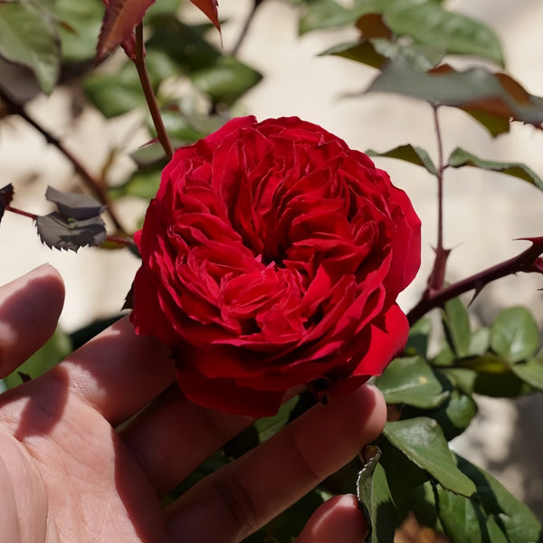 My rose