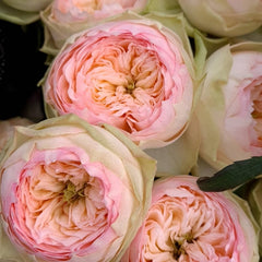 Pinky Pie Rose Plant