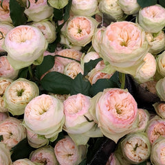 Pinky Pie Rose Plant