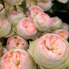 Pinky Pie Rose Plant