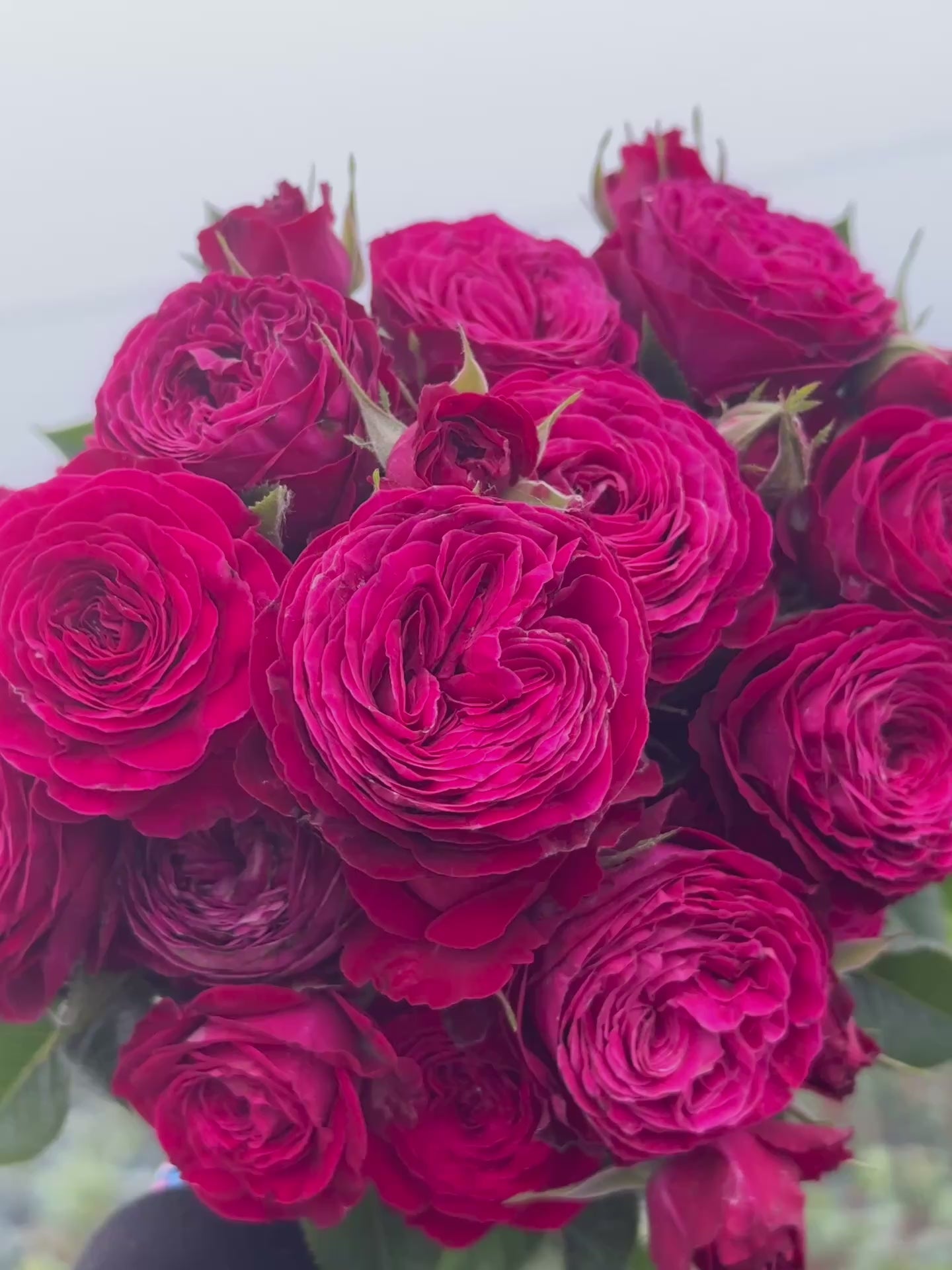 Dima Bombastic Rose Plant｜浮夸迪马