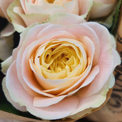 Priscilla Rose Plant & Thierry Marx Rose | Stunning Fragrant Roses