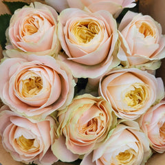 Priscilla Rose Plant & Thierry Marx Rose | Stunning Fragrant Roses