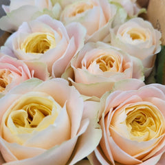 Priscilla Rose Plant & Thierry Marx Rose | Stunning Fragrant Roses