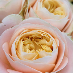 Priscilla Rose Plant & Thierry Marx Rose | Stunning Fragrant Roses