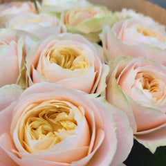 Priscilla Rose Plant & Thierry Marx Rose | Stunning Fragrant Roses