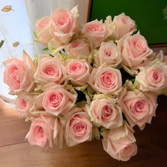 Qiao Chu Rose Plant|翘楚