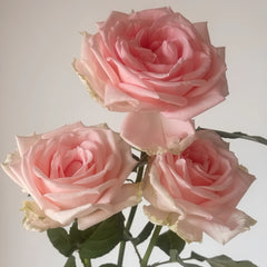 Qiao Chu Rose Plant|翘楚