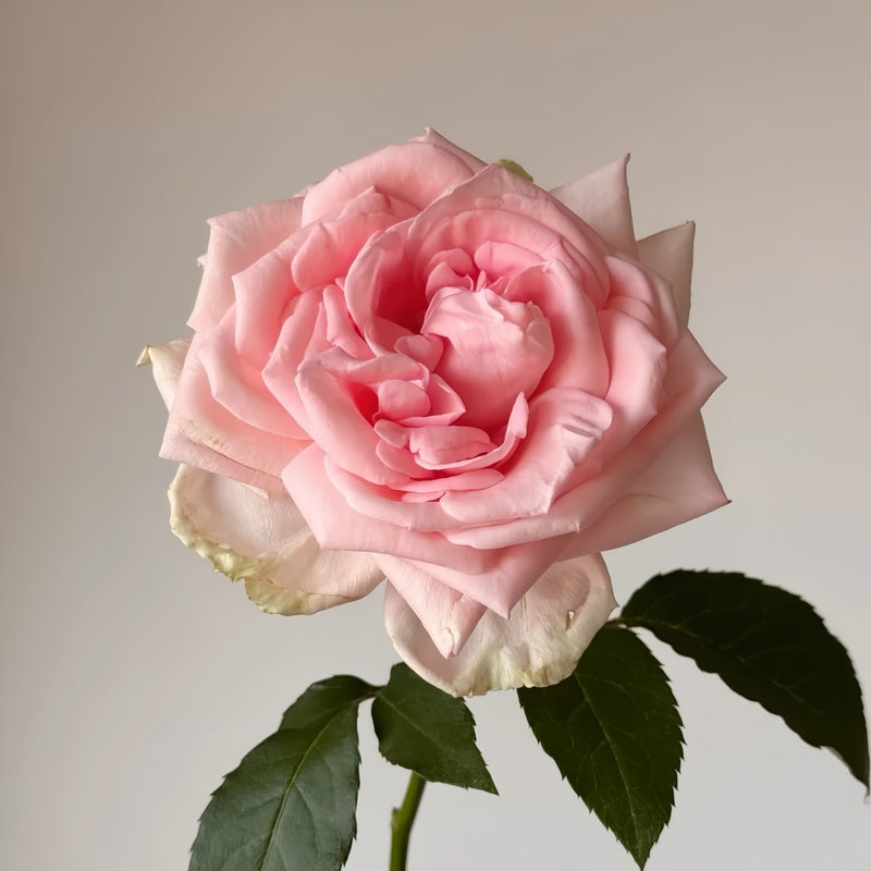 Qiao Chu Rose Plant|翘楚