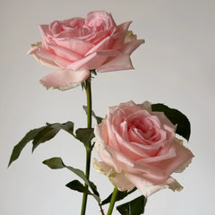 Qiao Chu Rose Plant|翘楚