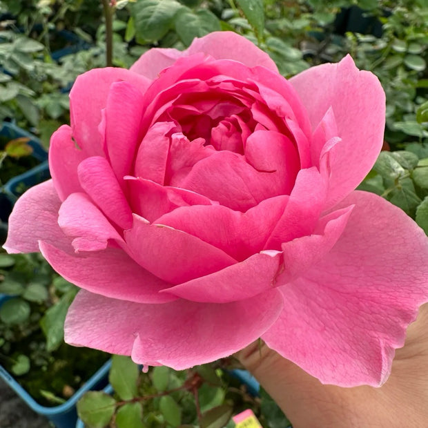 620 Roses Roses Roses Your Shopping Cart – Rose_Explosion