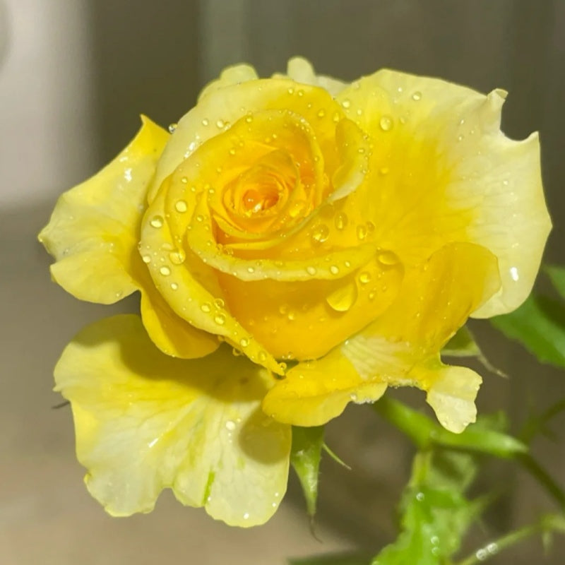 Shell Roses Plant Shell Rose Plant|贝壳 – Rose_Explosion