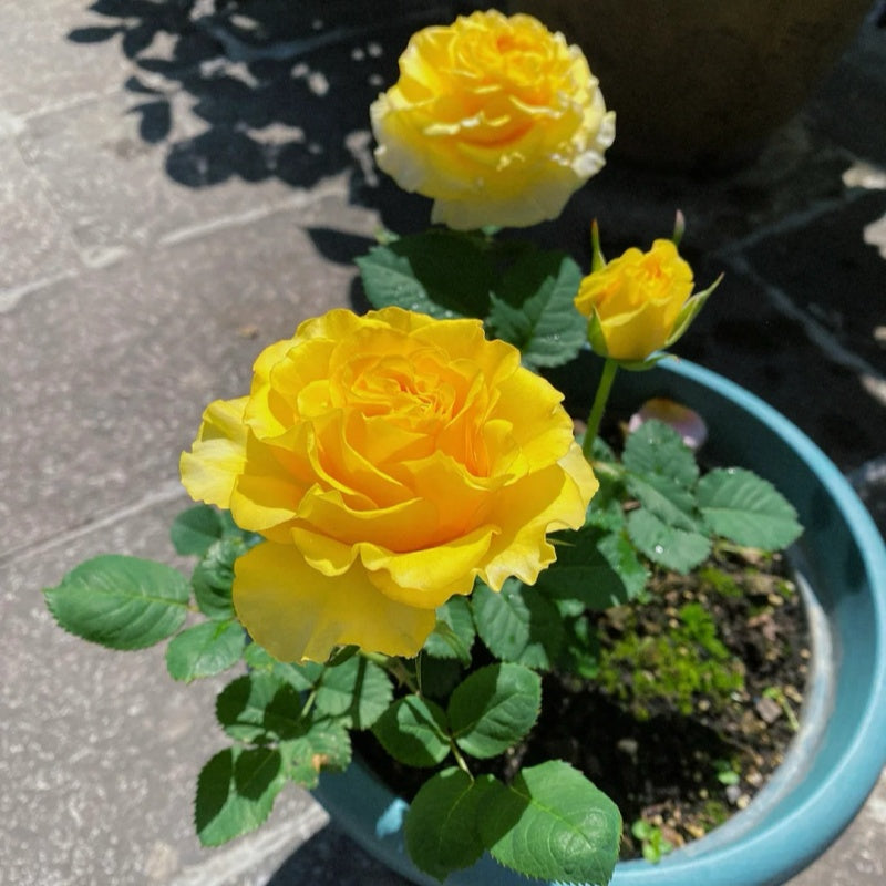 Shell Wind Rose Shell Rose Plant|贝壳 – Rose_Explosion