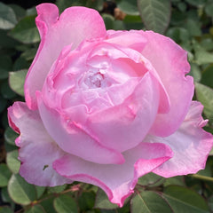 Xingyuan Xueqing Rose Plant