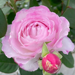 Xingyuan Xueqing Rose Plant